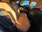 2026 Lexus NX 350 AWD